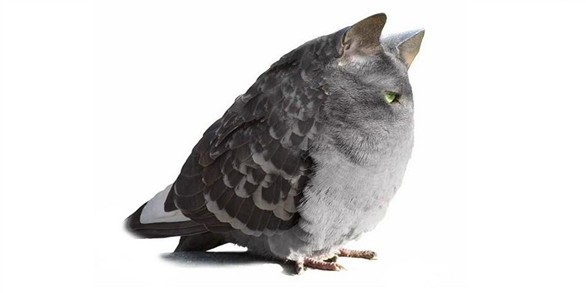 Нашел ничейное яйцо, высиживаю, а тут какая-то левая пернатая пришла