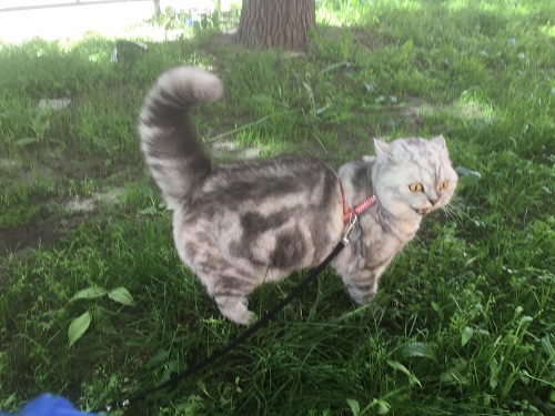 Котовторник