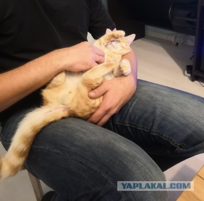 По просьбам в теме ниже. Реальный котовторник!