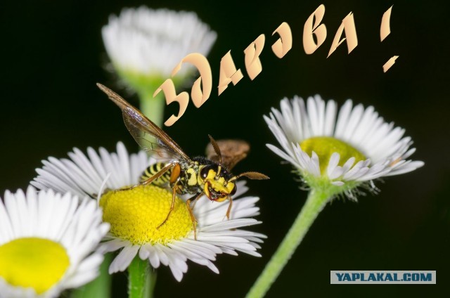 Про макросъемку и Tamron 90/2.8