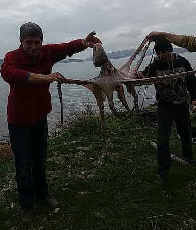 Этот "ктулху" еще маленький, а уже знает, за что лучше ухватиться!