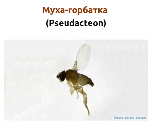 Настоящий бестиарий: паразиты, которые превращают жертву в зомби