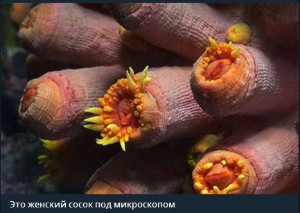16 макрофотографий, детально показывающих то, что мы не можем увидеть в привычной жизни