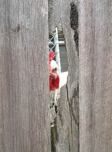 А где наш Кочет?