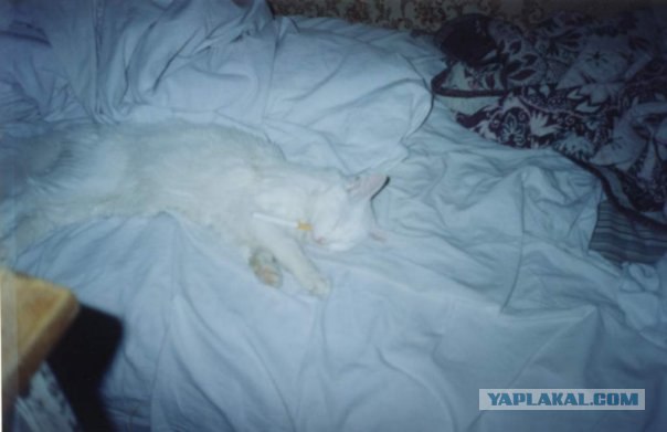 Студенческий быт