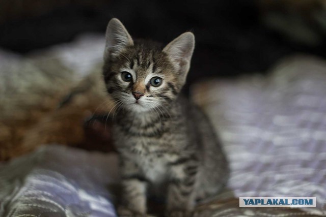 Котовторник 20.01.2015