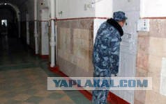 В волчьей стае..