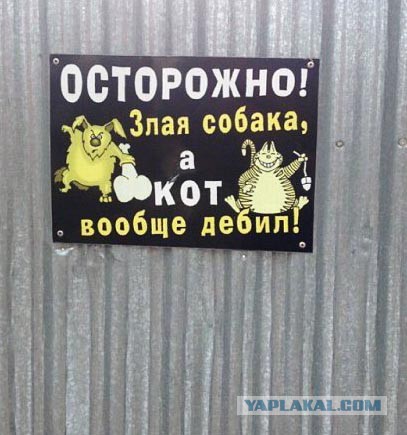 Котэподборка