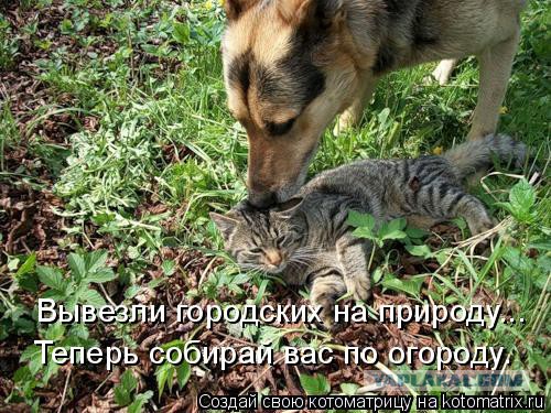 Собаки против котов