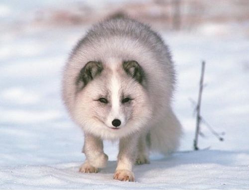 Следующий год может стать последним