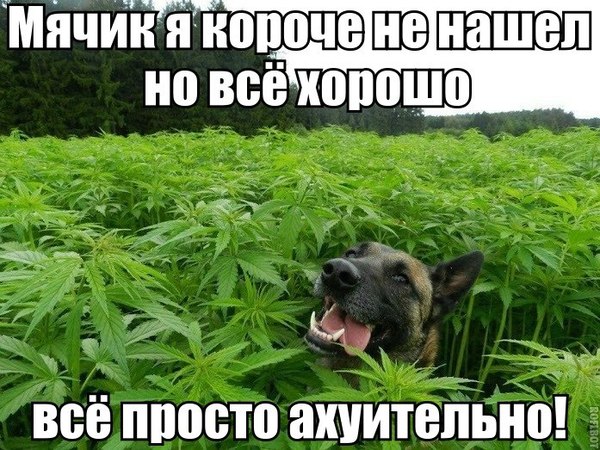 В Грузии легализовали курение марихуаны