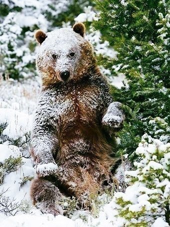 Самые смешные животные