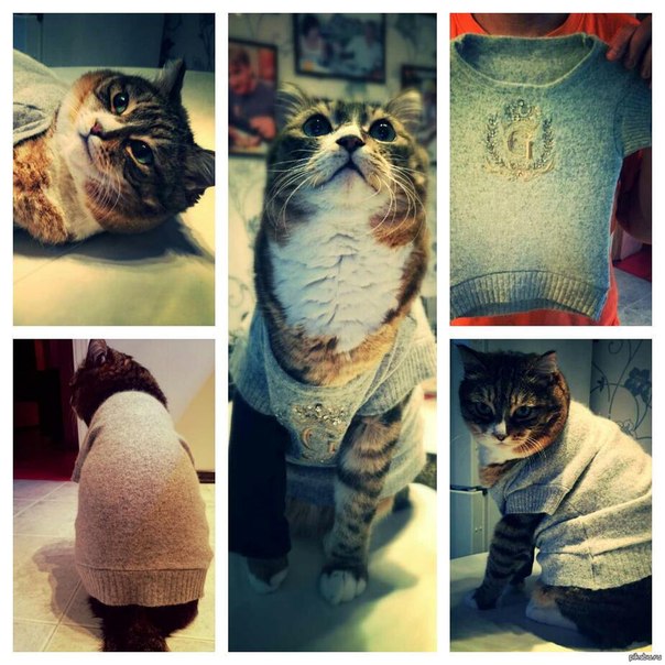Коты и Кошки