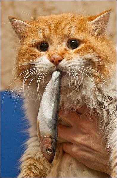 Коты и Кошки