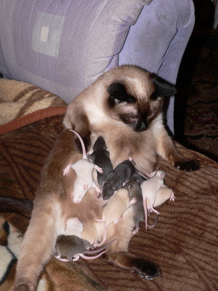 Коты и Кошки