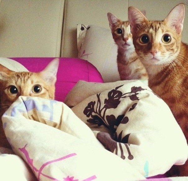 Коты и Кошки