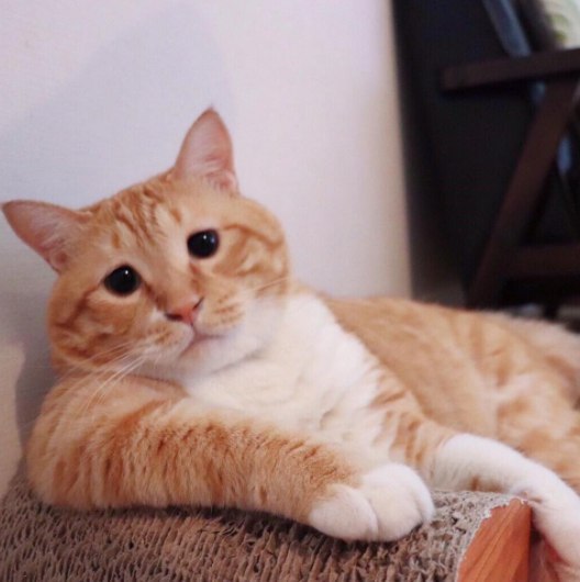 Коты и Кошки