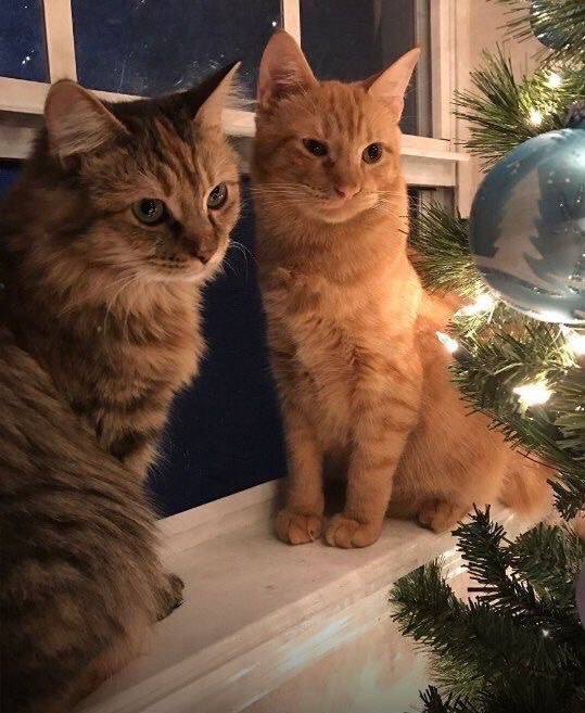 Коты и Кошки