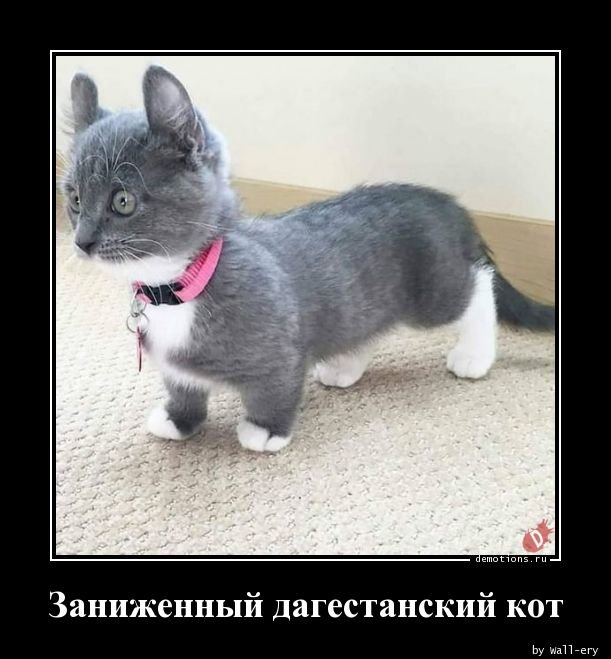 Немного картинок в черной рамке