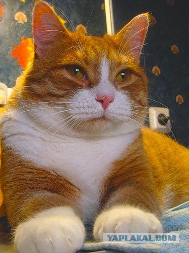 Котовторник на ЯПлакалъ: Кото и кто-то!