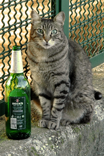 Котопятница: А кто не пьёт? Назови! ))