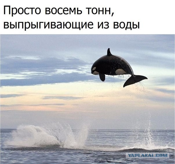 Чудики из социальных сетей