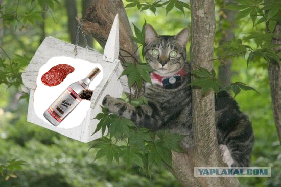 Барсик, улыбочку)