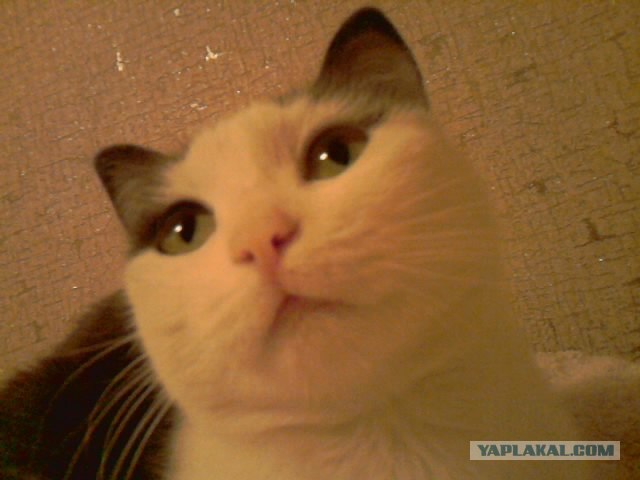 Котовторник! 11.10.11
