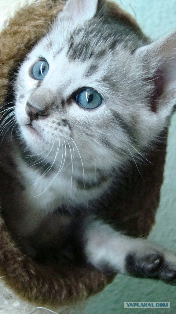 Котовторник 20.12.2011