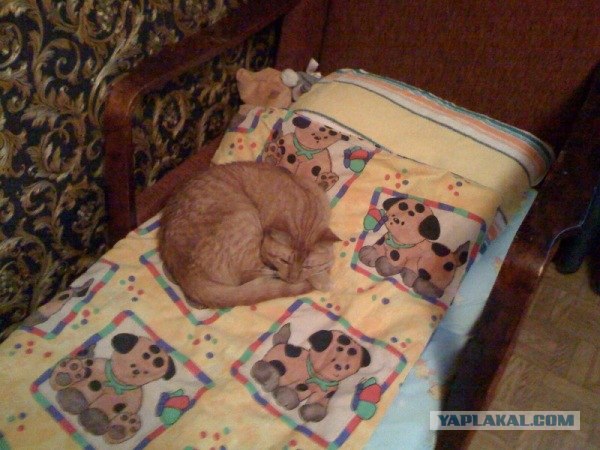Первый КОТОВТОРНИК 2012