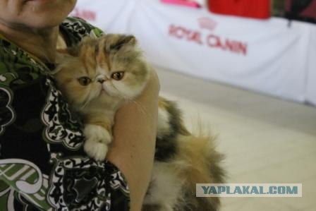 Котовторник 27.03.2012