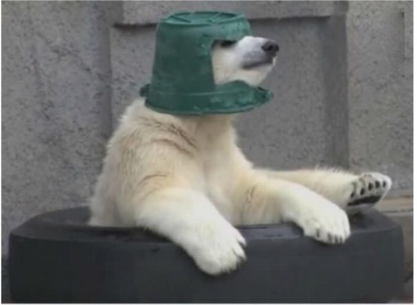 Живность из сети