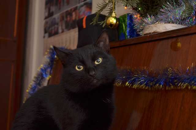 История одного кота