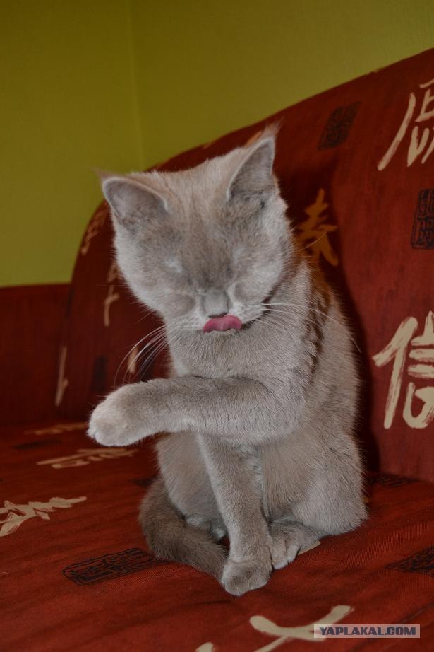 Котовторник 29.01.2013