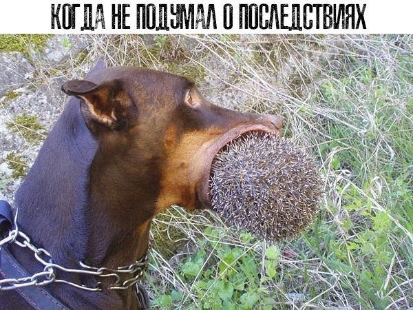 Пара-пара-пам! Фьють. Картинки с надписями