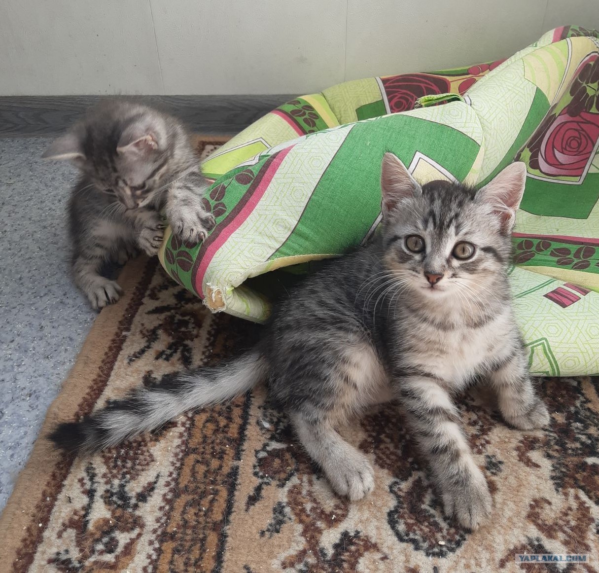 Котик шпротик
