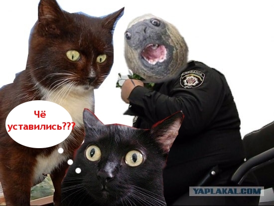 Киса хочет жабы