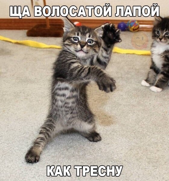 Кот кунг-фу