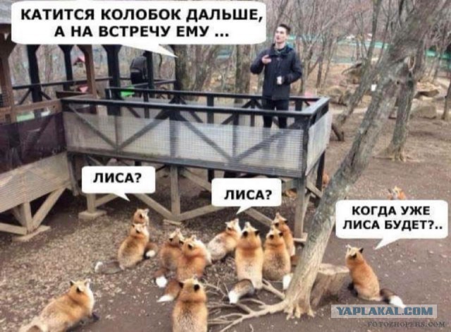 Лису так просто не обманешь