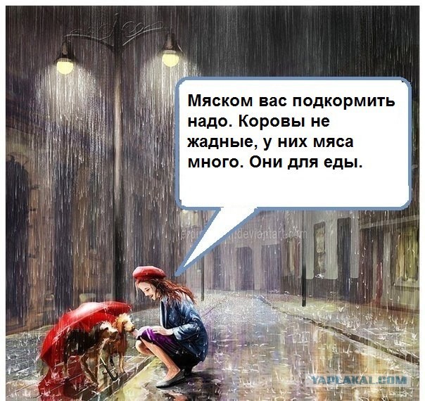 Водитель автобуса в Якутске сжалился над бездомной собакой и впустил ее в салон с мороза в -53