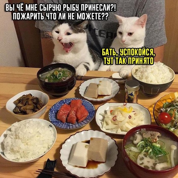 Картинки с надписями и котами