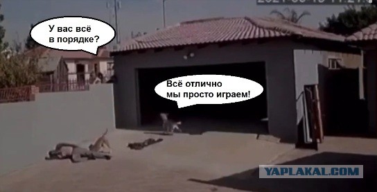 Вор пытался проникнуть в чужой дом, но не знал про собак