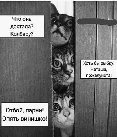 Мой котовторник 10.09.2022