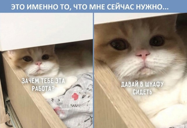 Картинки и мемы для настроения - 19