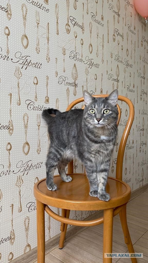 Кот Тимофей
