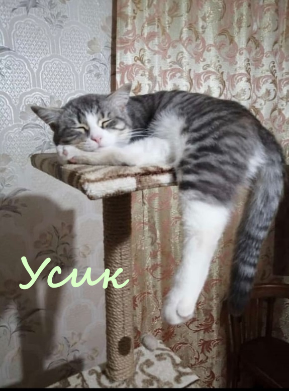 Жизнь домашнего приюта "Котоленд" 384