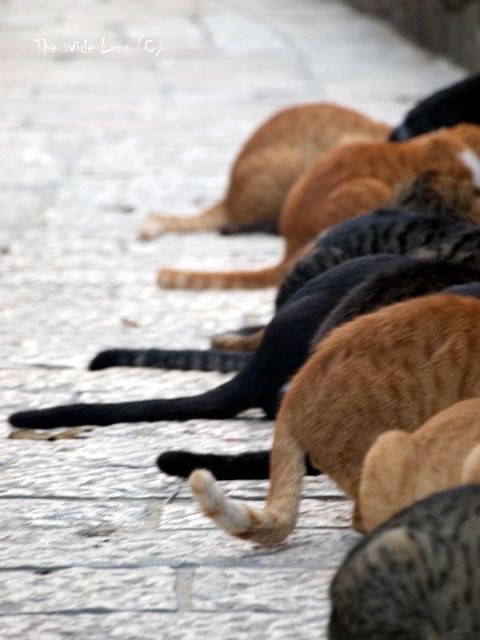 Ну просто очень шикарные котики