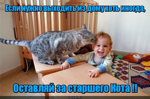 Жизнь домашнего приюта для котеек 508