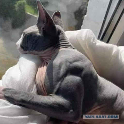 Поздравляем, у вас кошка