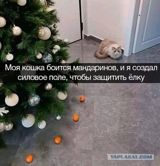 Так себе картинки 21.12.24